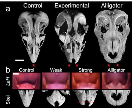 Chickens to Dinosaurs • Smilodon's Retreat