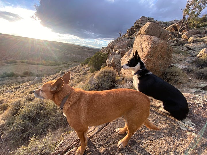 Image of sunset over a mountain lake, image of two dogs in the Red Desert, image of an elk antler shed and a prickly pear bloom, image of author backpacking in the Wind Rivers.