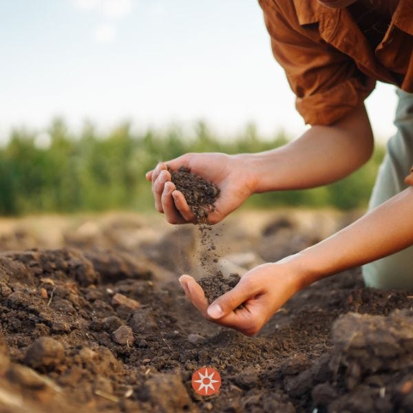 hands touching soil