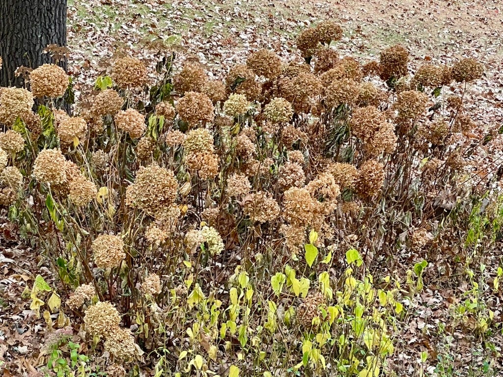 A close-up of a bush

Description automatically generated
