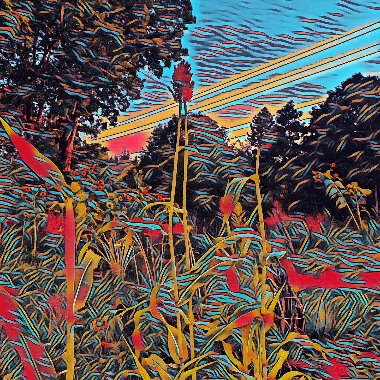 Sorghum Reaches Skyward In Muliticolored Magic.