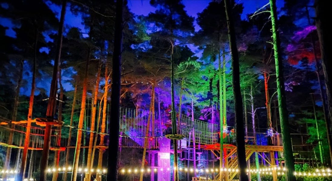 An illuminated forest with multicoloured lights and string lights An illuminated forest with multicoloured lights and string lights