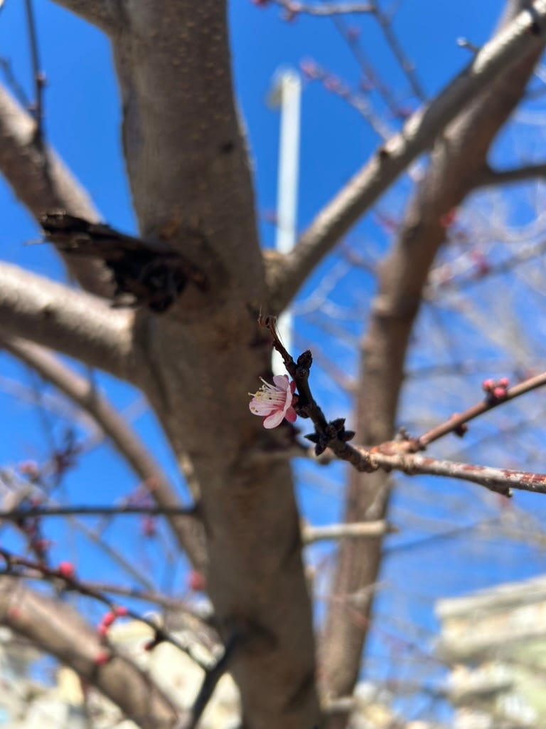 Primo piano di un ramo di albero con un piccolo fiore rosa appena sbocciato e alcuni boccioli ancora chiusi. Sullo sfondo si vedono il tronco dell’albero e altri rami sfocati e un cielo azzurro limpido.