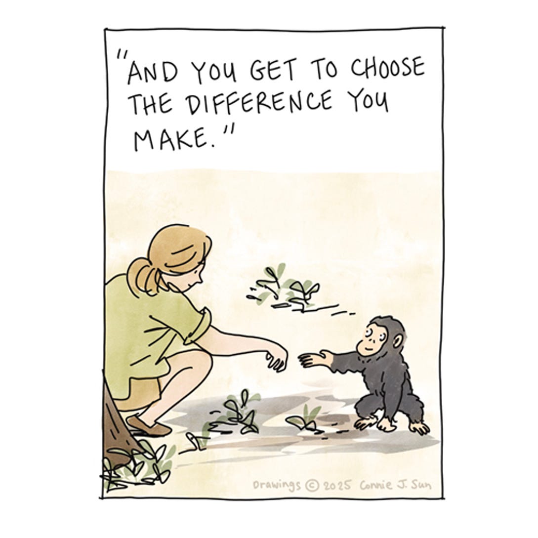 Panel 2 of 4. Illustration of Jane Goodall in the field, study chimpanzee behavior, paired with a quote from her "Famous Last Words" interview. Drawn by Connie Sun, cartoonconnie, 2025.