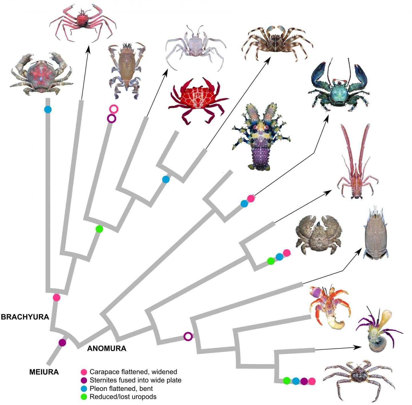 How does a crustacean become a crab? | EurekAlert! How does a crustacean become a crab? | EurekAlert!