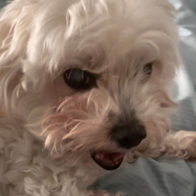 Merrell’s Substack