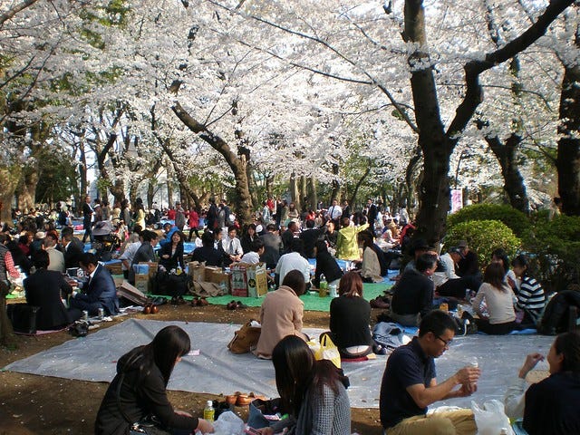 Sakura Cherry Blossom at Ueno Park Sakura Cherry Blossom at Ueno Park