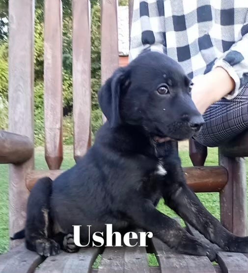 Two small black puppies sitting on a wood chair.
