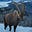 Graceful Mountain Goat's avatar