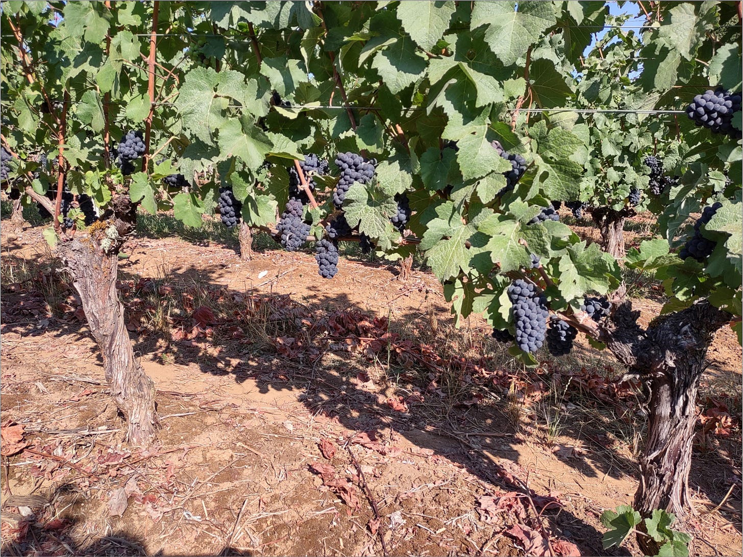 Hey hey hey, it's Pinot Meunier at Amalie Robert Estate.