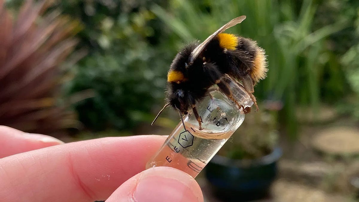 Eating Honey is (Probably) Fine, Actually