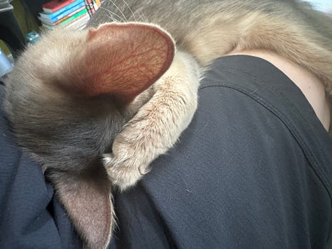 Yuzu the cat, taking a catnap.