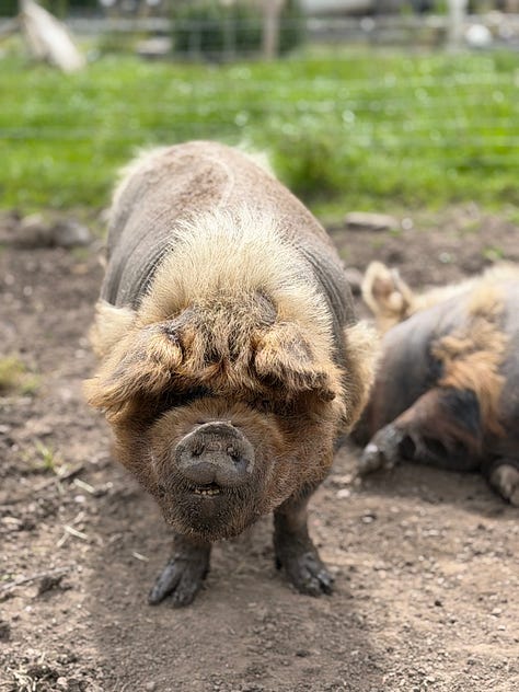 Three photographs of woolly pigs in a muddy enclosure in Wales: two resting on the ground, one standing beside a feeding trough, and a close-up of one facing the camera.