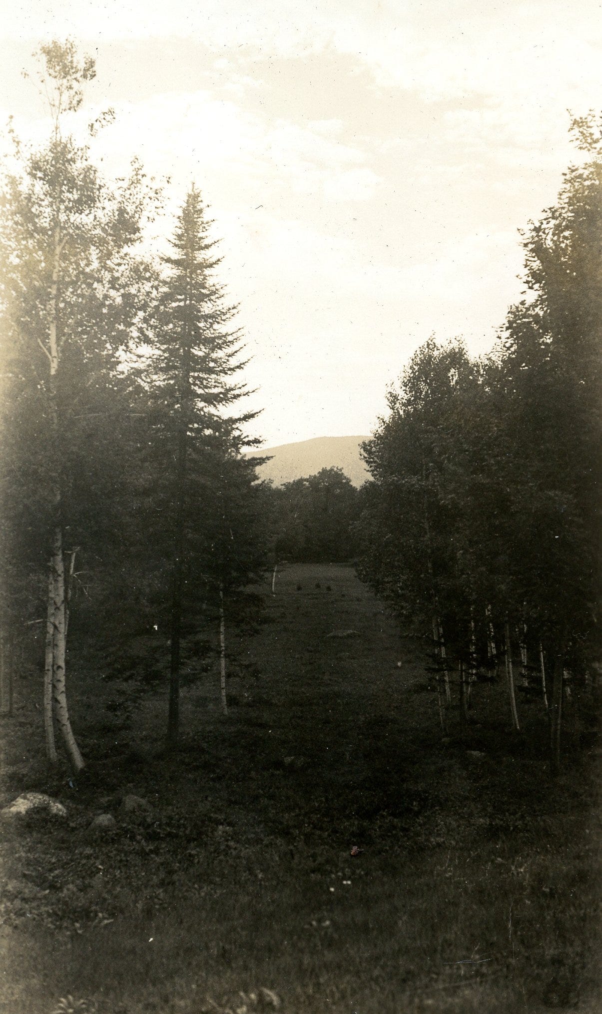 Path with white birches