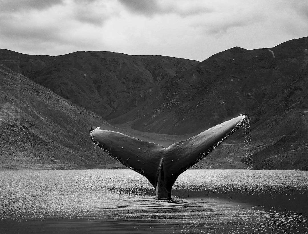 Call Me Moby, Episode 4