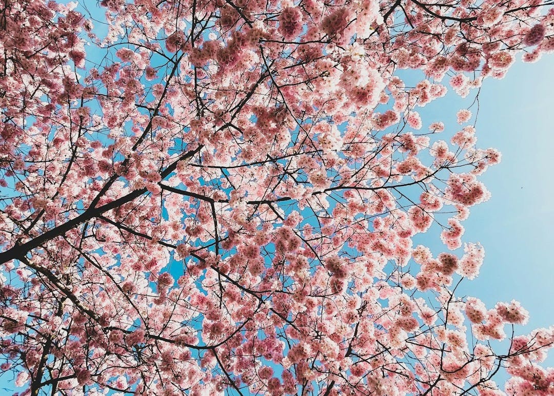 a tree with lots of pink flowers on it