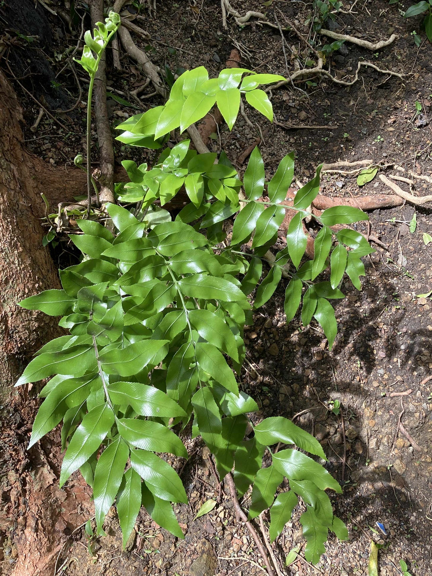 A shiny-leaved fern with an upright unfurling frond, Asplenium oblongifolium, growing beside a tree root and earth