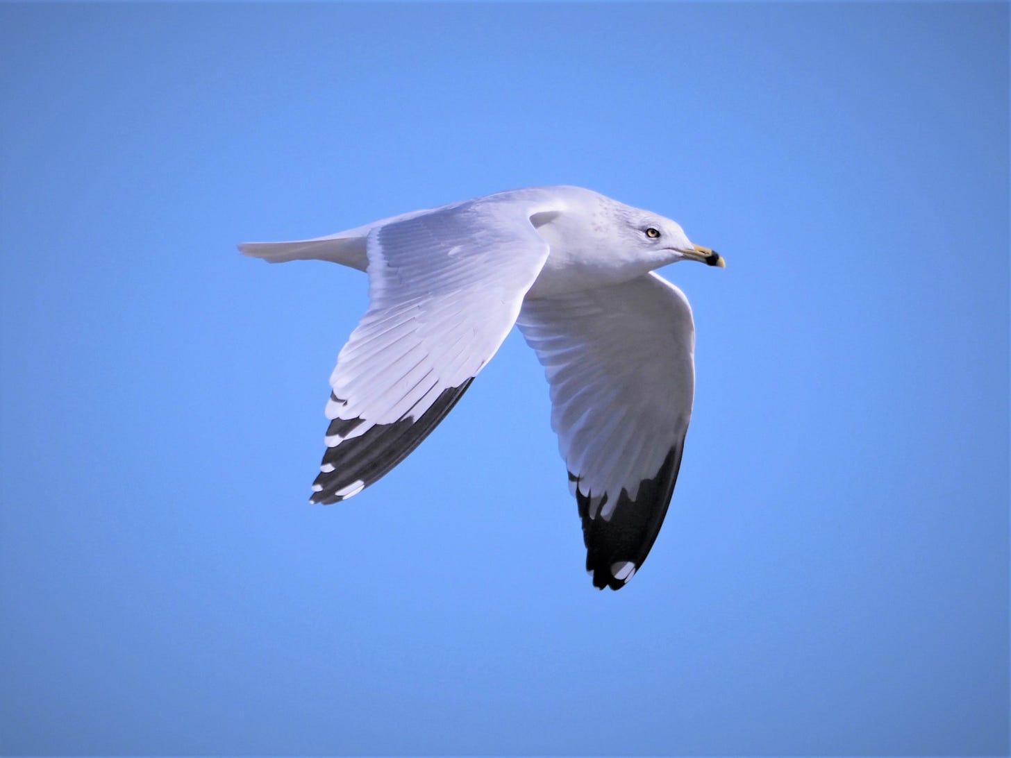 A medium-sized gull flaps across a cloudless blue sky. The bird has a whitish head, body, and tail, and light gray wings with black tips that contrast sharply with the rest of the bird. Bold white spots appear against these black wingtips while a thick black band encircles the bird’s yellow bill. The bird’s yellow eye stares intently forward.