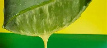 What is the Yellow Liquid in Aloe Vera? Is it Poisonous? - NuPlantCare