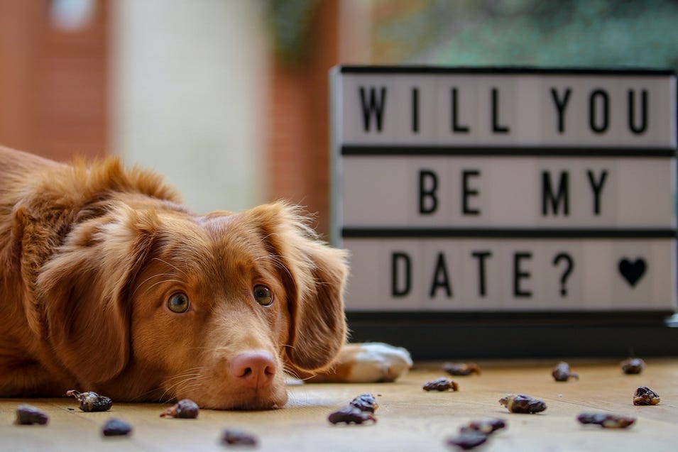 Cute dog in front of a sign that reads: Will You Be My Date? ❤