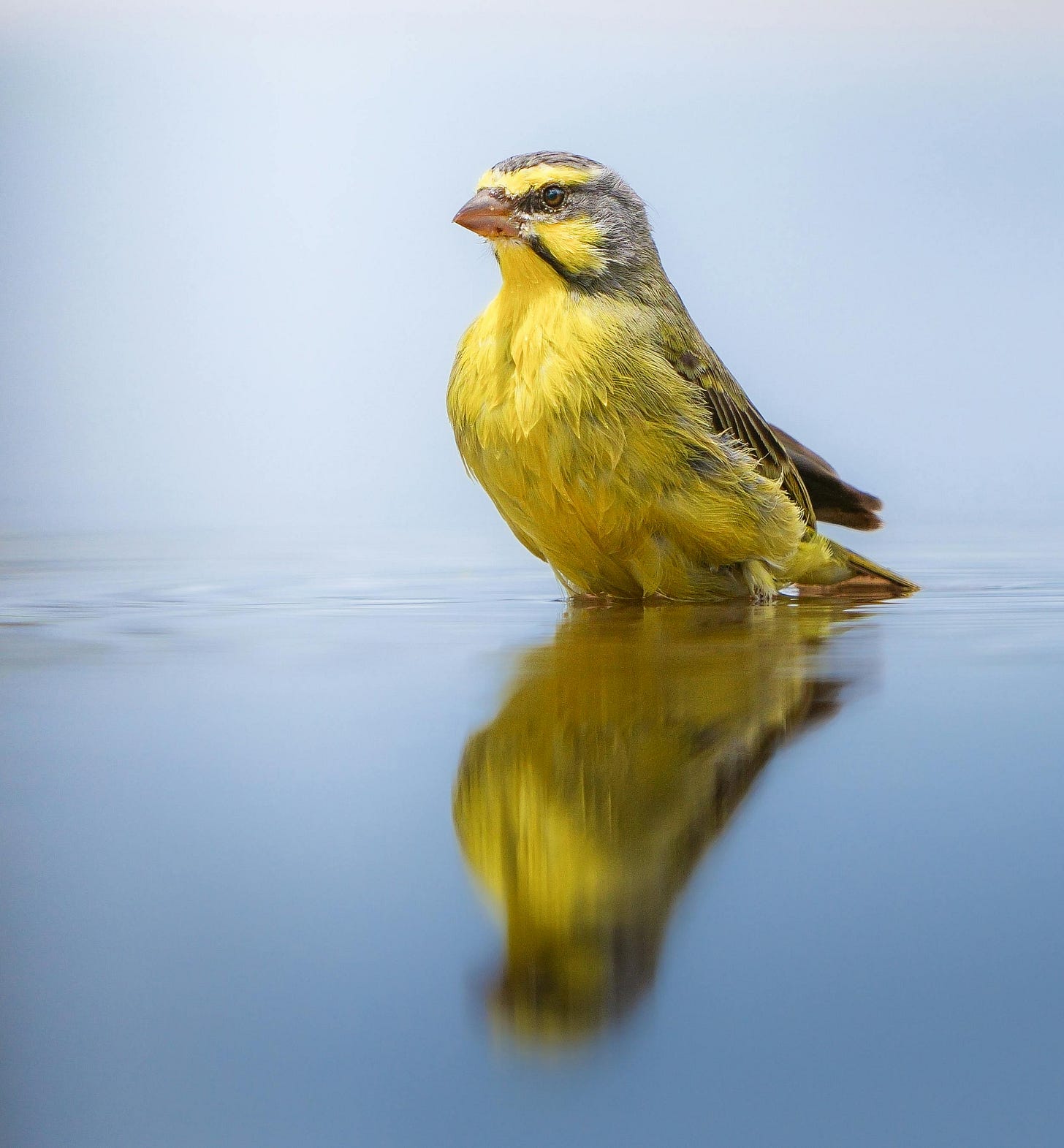 A yellow-fronted canary is seen standing in water. The background is foggy, and the water is barely disturbed, leaving a blurry reflection of the canary below.