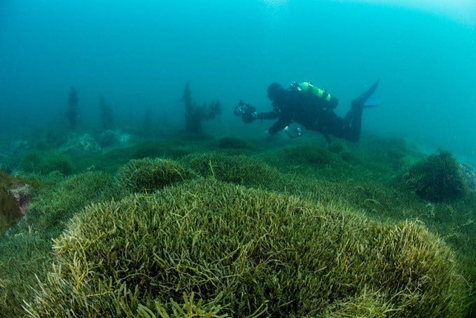 Caulerpa Niwa