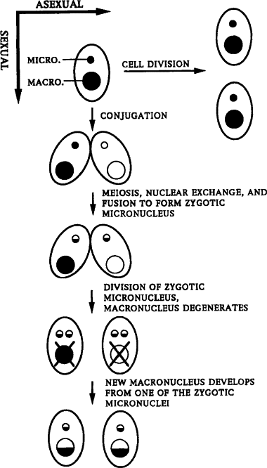 Oxytricha - an overview | ScienceDirect Topics Oxytricha - an overview | ScienceDirect Topics