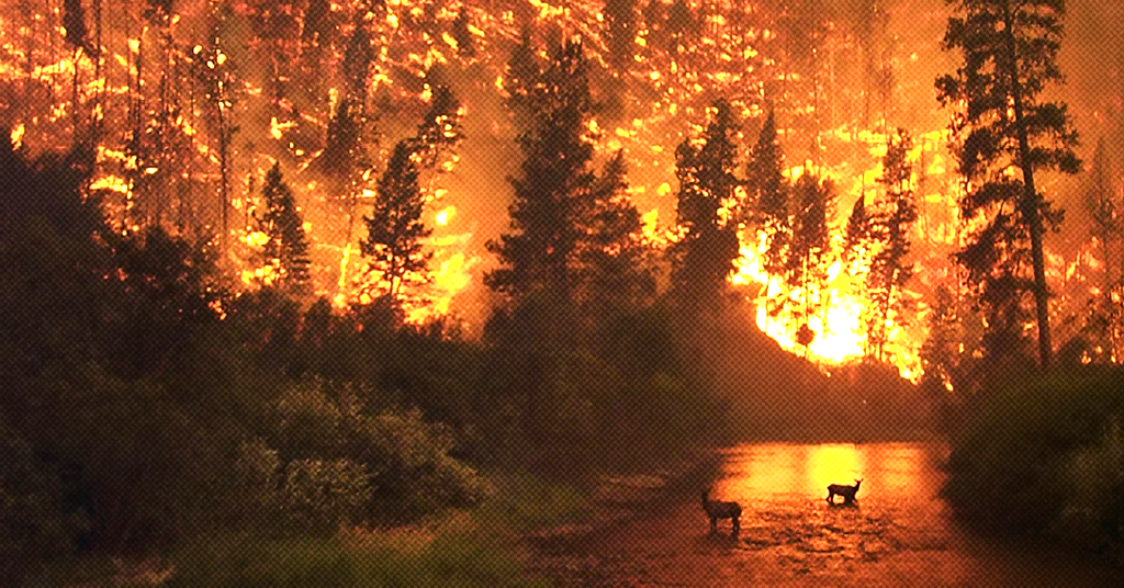 Forestry Experts Warn British Columbia Faces High Risk of Massive Wildfires  Due to Climate Change
