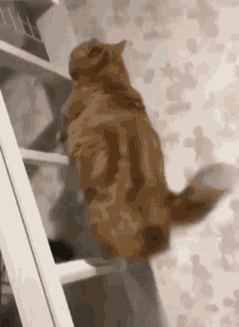 a cat is standing on top of a staircase . a cat is standing on top of a staircase .