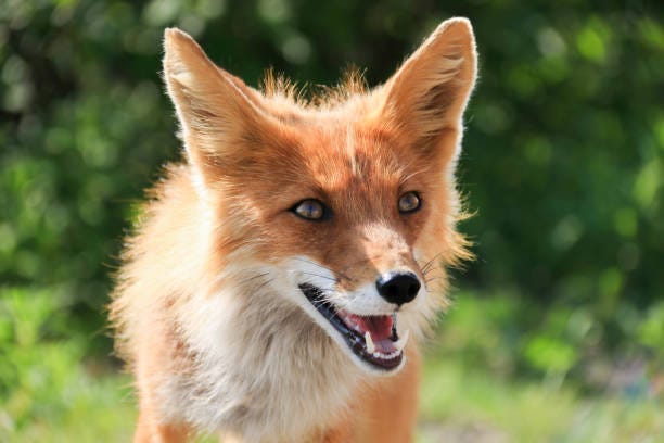 1,100+ Laughing Fox Stock Photos, Pictures & Royalty-Free ...
