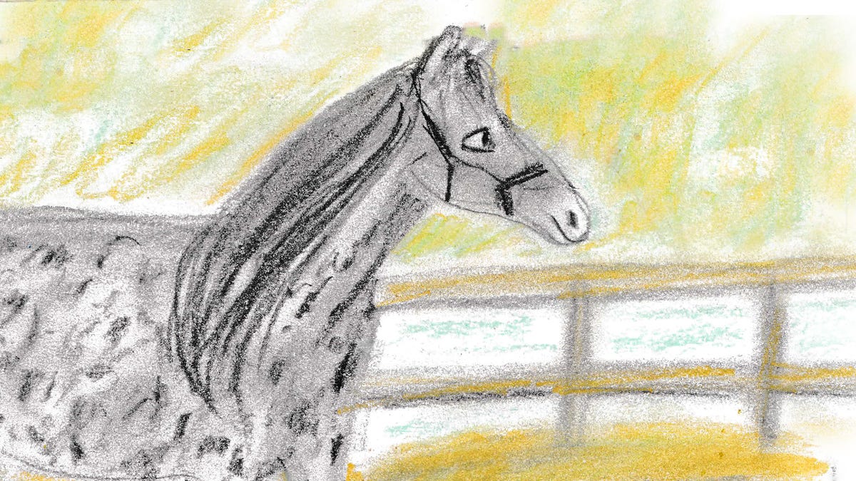 horse illustration by Beth Spencer horse illustration by Beth Spencer