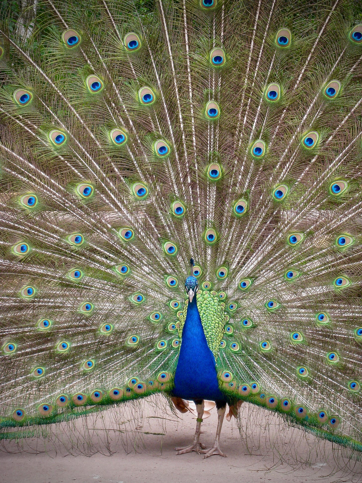 Close up photograph of a male peacock with bright tail feathers and a brilliant blue body.