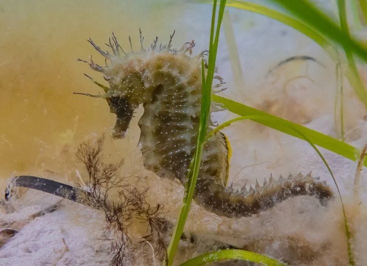 This may contain: a sea horse is swimming in the water