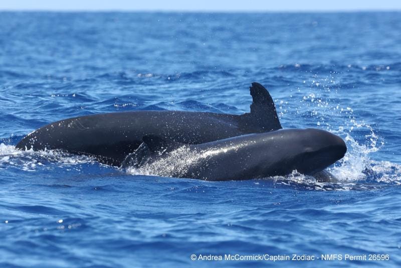 A false killer whale calf crests the deep blue ocean surface beside its much larger mother, who has a notched dorsal fin and is beginning to dive.