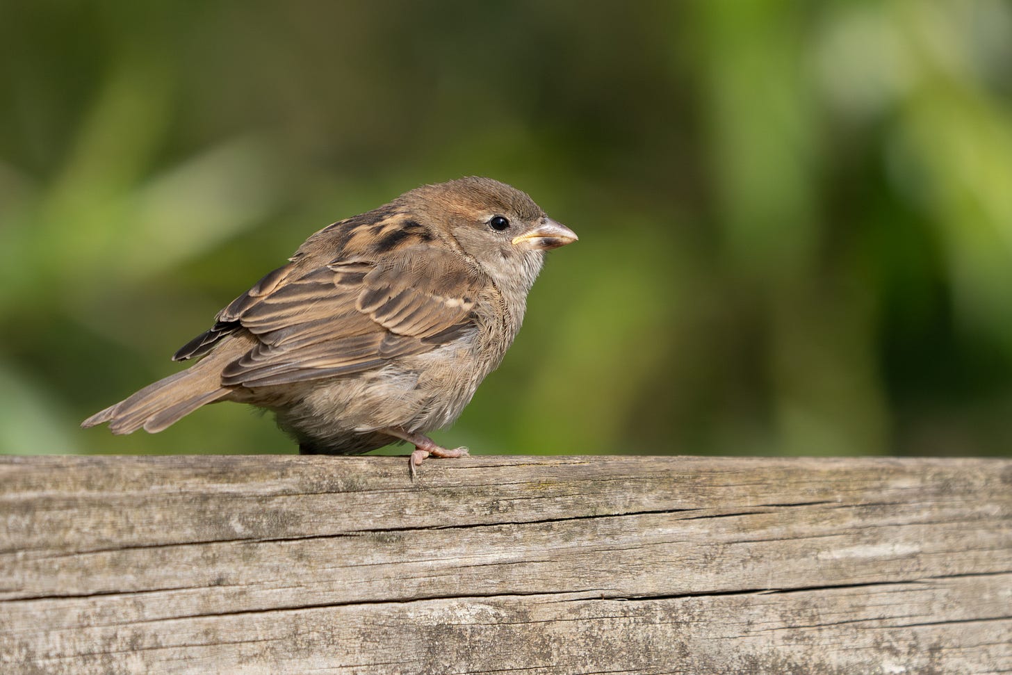 A small brown bird with a streaky back, looking slightly grumpy while sitting on a fence A small brown bird with a streaky back, looking slightly grumpy while sitting on a fence