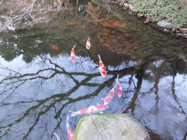 Huge Koi Carp Huge Koi Carp