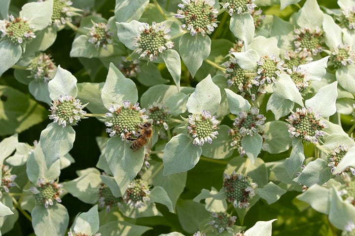 Fleurs de Liatris spicata et Pycnanthemum muticum