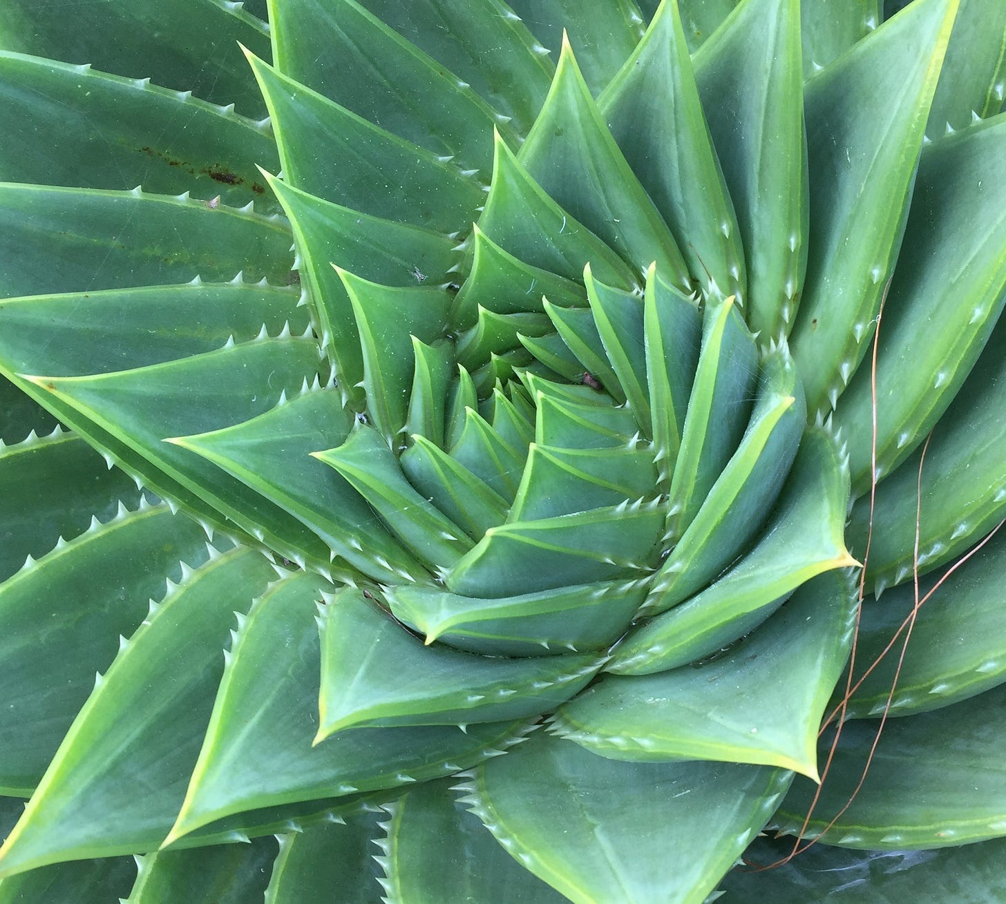 A close photograph of the central leaves showing spiral pattern