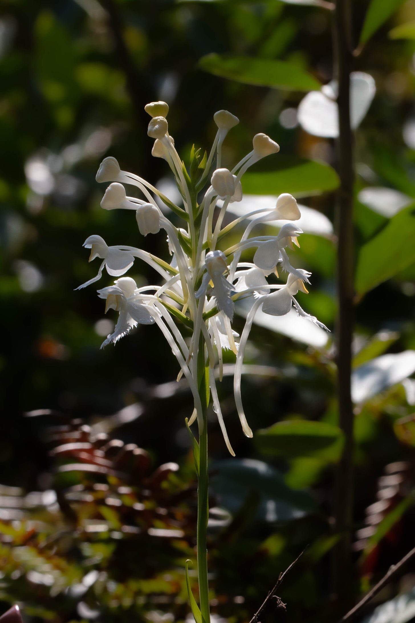 Fringed white orchid, partly in shadow and partly in bright sun, with a busy background of shadow and sunlight and greenery
