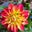 Susan McCarl's avatar