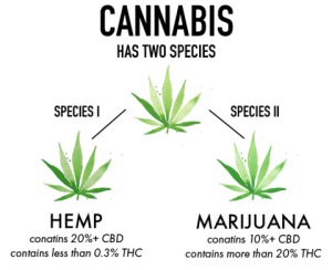 how to make CBD suppositories how to make CBD suppositories