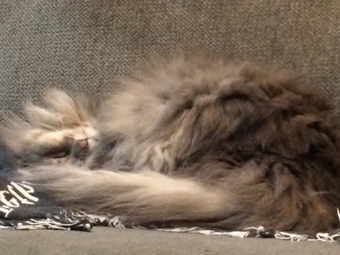 Kali_Sleeping_Upside_Down_Cats_Forgive Kali_Sleeping_Upside_Down_Cats_Forgive