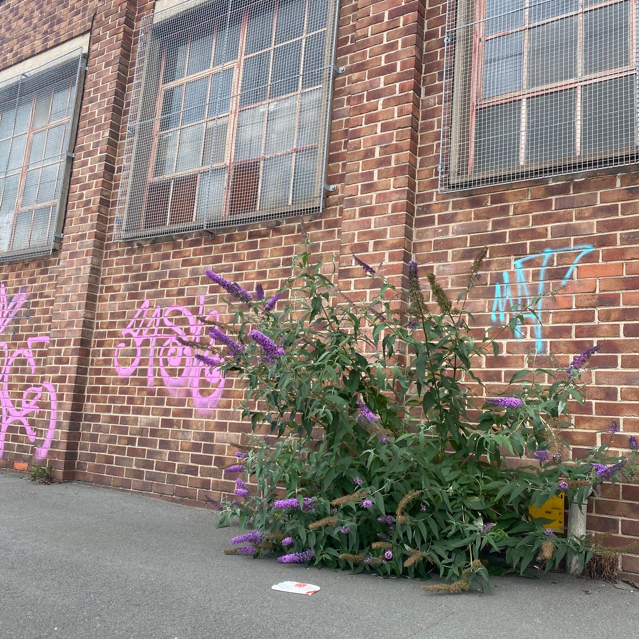 Words from the weeds