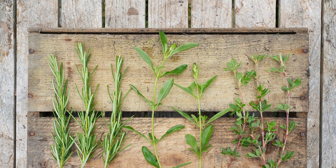 How to grow shrubs from summer softwood cuttings