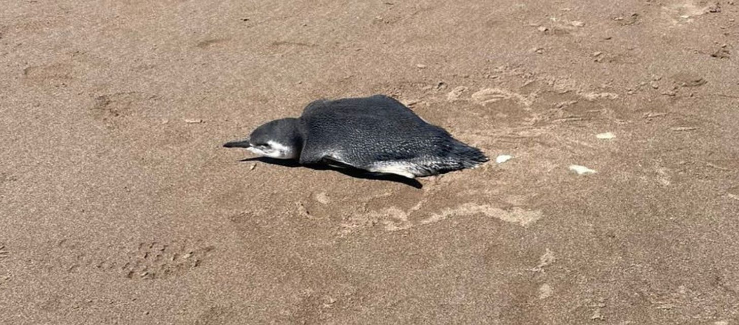 Imagen de la notcia Imagen de la notcia