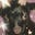 metapisces's avatar