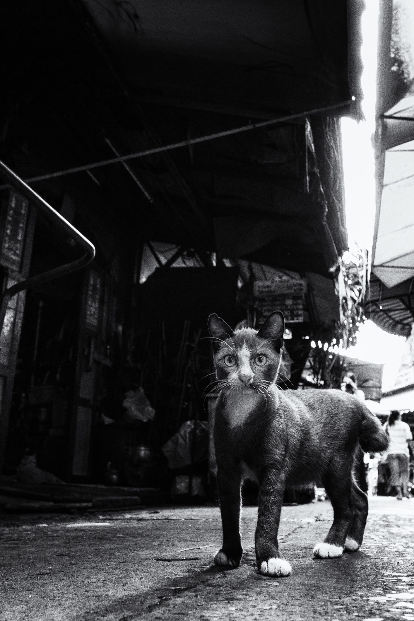 Alley Cat, Bangkok, Thailand. © Mrs G. Canon EOS 6D, 1/8, ƒ/5.6, ISO 1600, 20mm Alley Cat, Bangkok, Thailand. © Mrs G. Canon EOS 6D, 1/8, ƒ/5.6, ISO 1600, 20mm