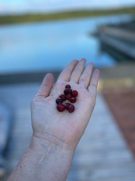 small red wild strawberries on Lisa's palm and in a glass, about the size of a blueberry