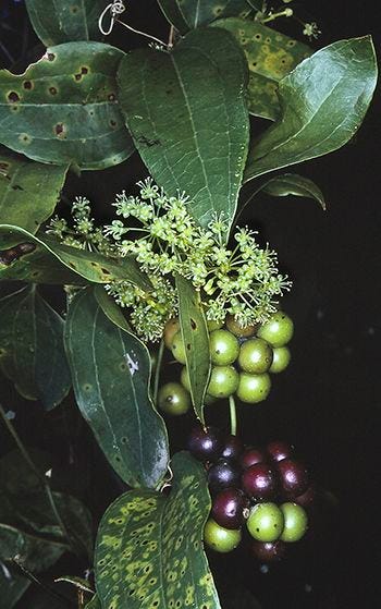 Smilax australis [flowers & foliage - Atlas Liv. Aus].jpeg