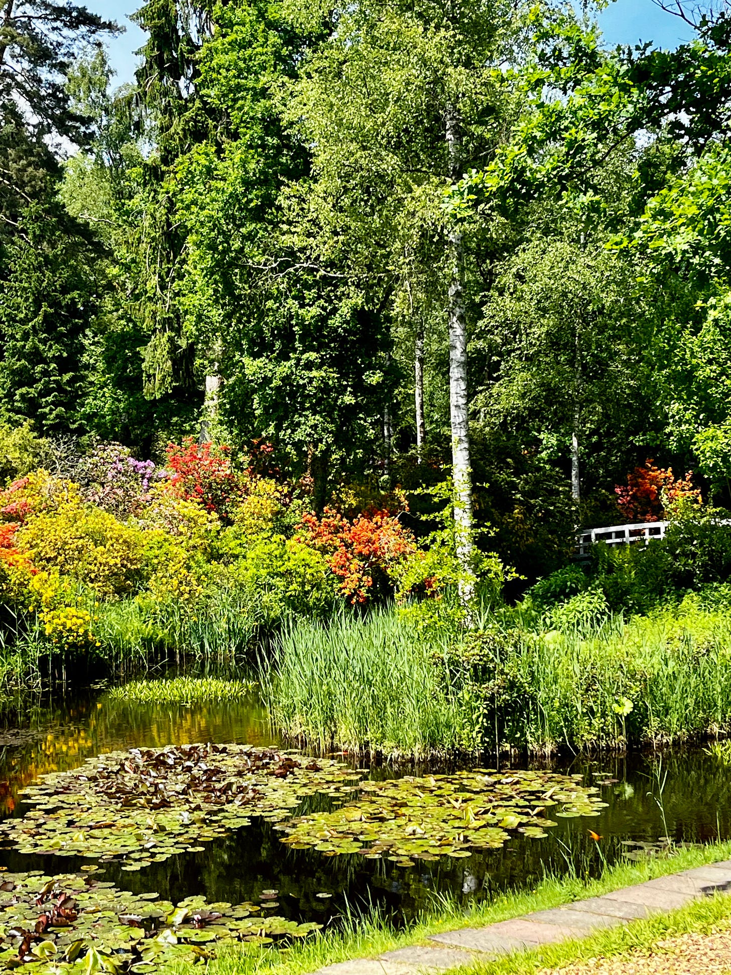 Sun-lit lily ponds with water reeds, a bank of rhododendrons blooming in yellows, oranges, and yellows. Trees around the pond include birch, pines, and first. A white wooden bridge arches over the pond.